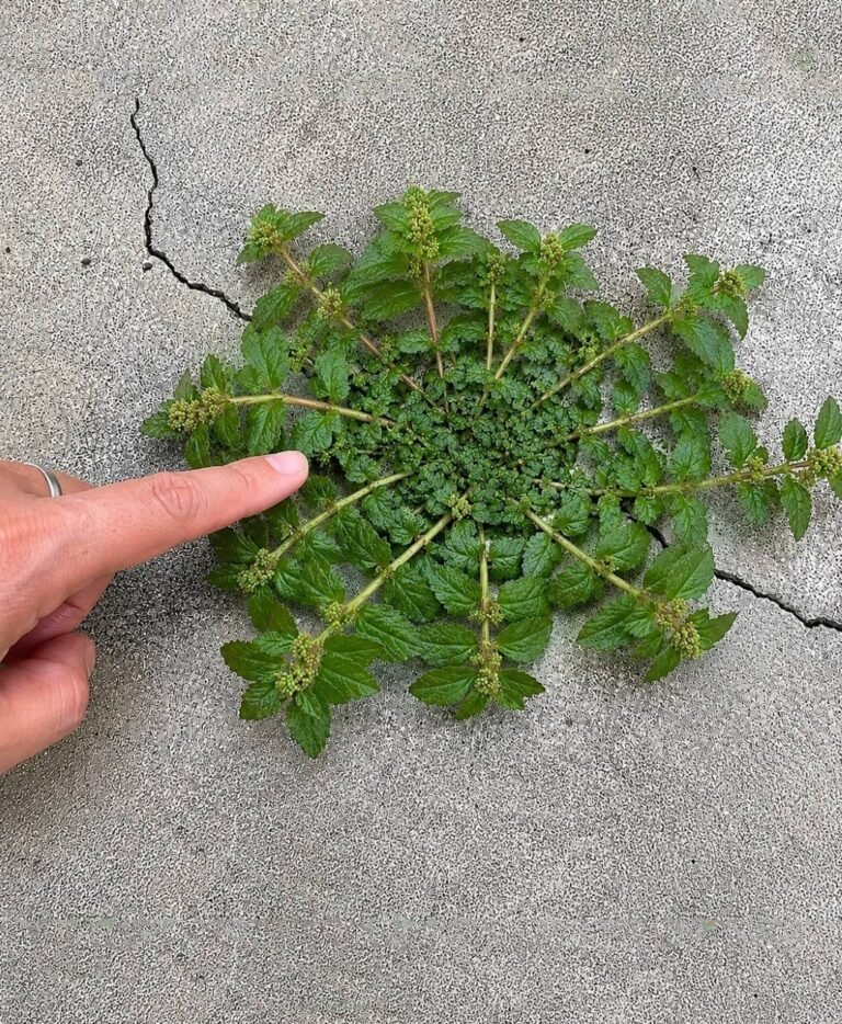 Just one leaf of this plant is worth a gold mine!