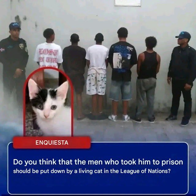 The Shocking Arrest of Men Accused of Cat Abuse – When a Cute Kitten Photo Sparks Nationwide Outrage