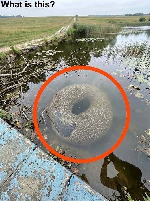 Found in an artificial lake in the village. At first, when I saw it from far away, I got really scared. Then I walked closer and started examining it carefully, but with no success. I still can’t figure out what it is. 