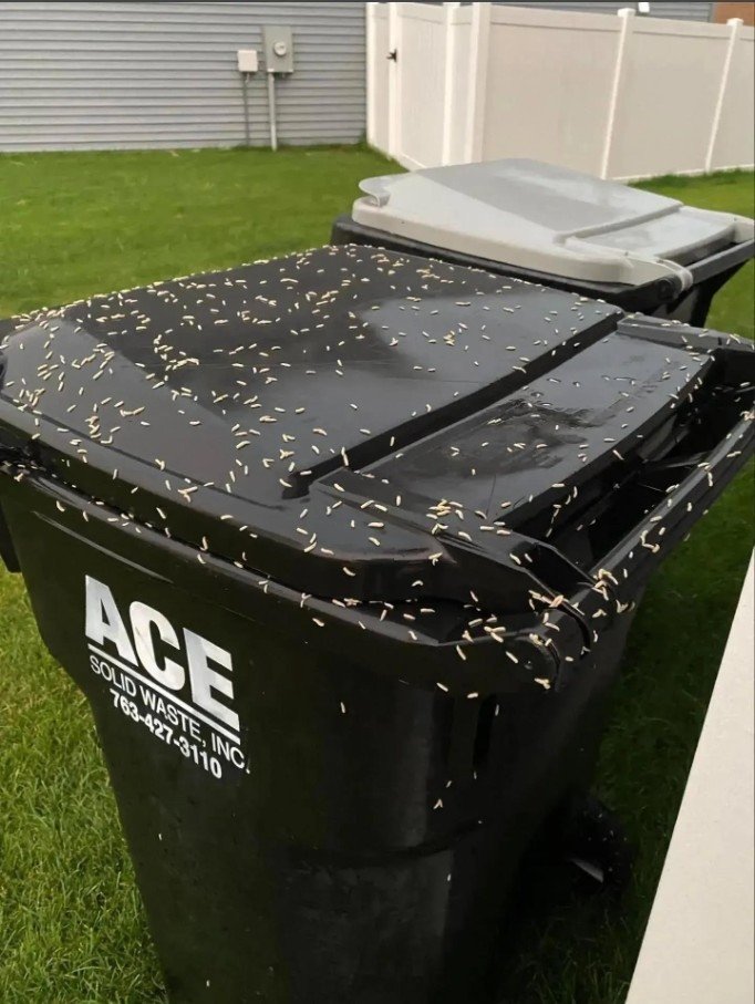 OMG what are these I thought it was just rice scattered on my garbage can this morning… but then I looked closer and they were moving.