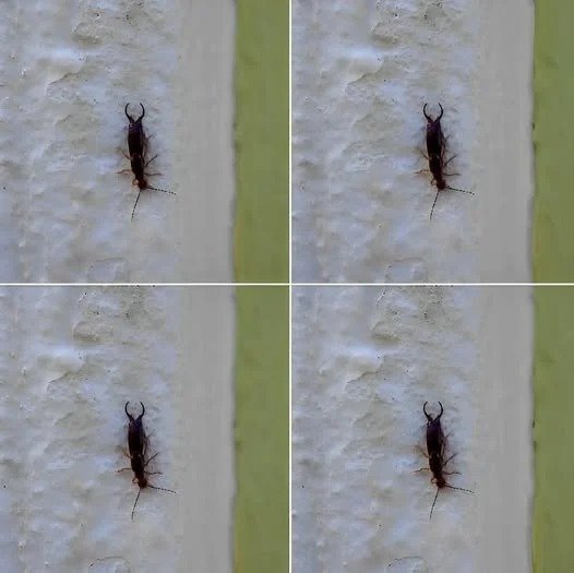 Warning! If you have found this insect in your home, it’s a sign that you need to