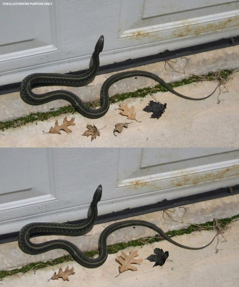 When This Snake Enters Your House, It Means You Have… (The Surprising Truth)
