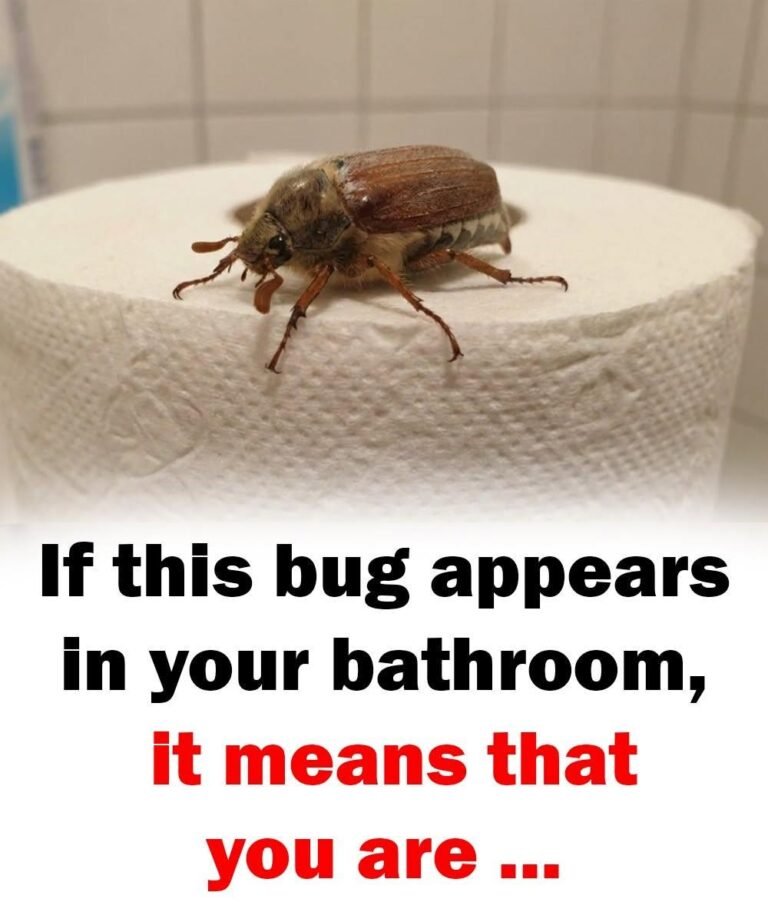 If this bug appears in your bathroom, it means that you are