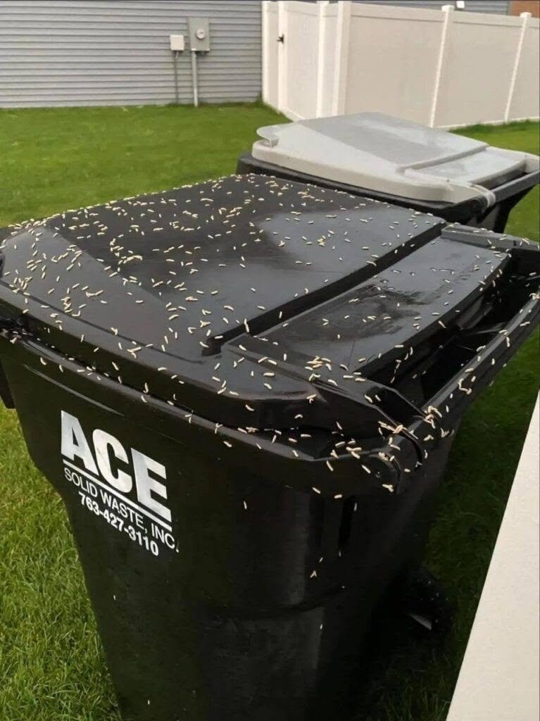 OMG what are these I thought it was just rice scattered on my garbage can this morning… but then I looked closer and they were moving. I’m freaking out. Does anyone know what this is?!