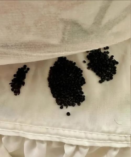 I found this under my mattress – at first I thought they were insect eggs, but the reality really surprised me.