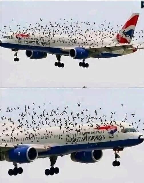 The Mind Blowing Reason This Terrified Pilot Burst Into Tears After An Emergency Landing Saved His Passengers From A Swarm Of Thousands Of Angry Birds