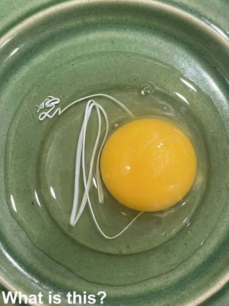 This morning, I woke up and decided to make fried eggs. When I cracked an egg into a plate, it came out with this white ribbon-like thing attached to it. I instantly lost my appetite. I’ve been sitting in the kitchen for half an hour now, staring at it and trying to figure out what it is. Does anyone know? Check the first comment for the answer 