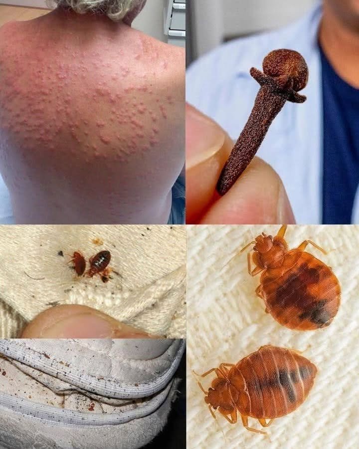 Bedbug: How does it live? How to eradicate it from the house?.