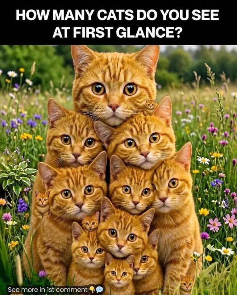 Check your personality based on how many cats you can spot