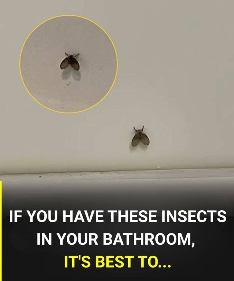 The bathroom fly that appears in many homes and what could indicate its presence