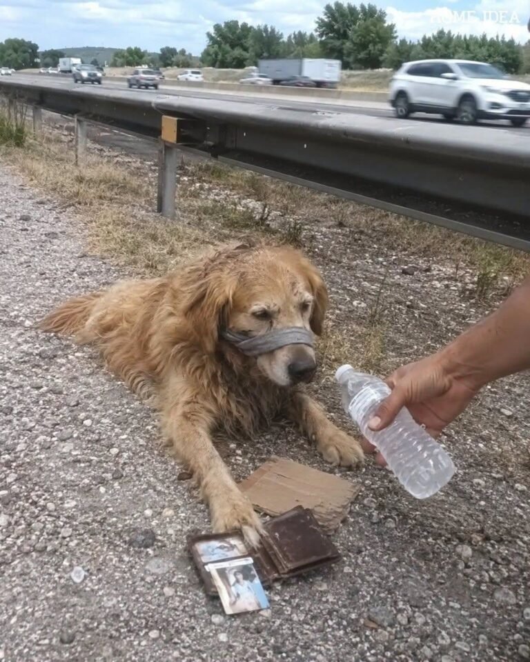 The golden retriever lying by the side of the highway wasn’t guarding a lost wallet. He was waiting beside the last thing his owner had left behind… – 1