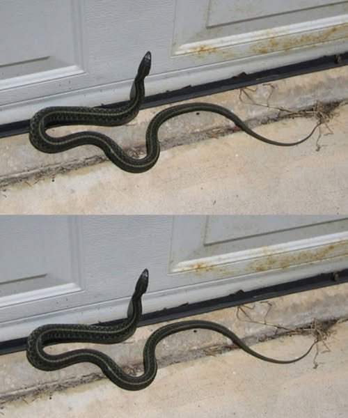 What a Snake in Your Dream vs. a Snake in Your House May Symbolize