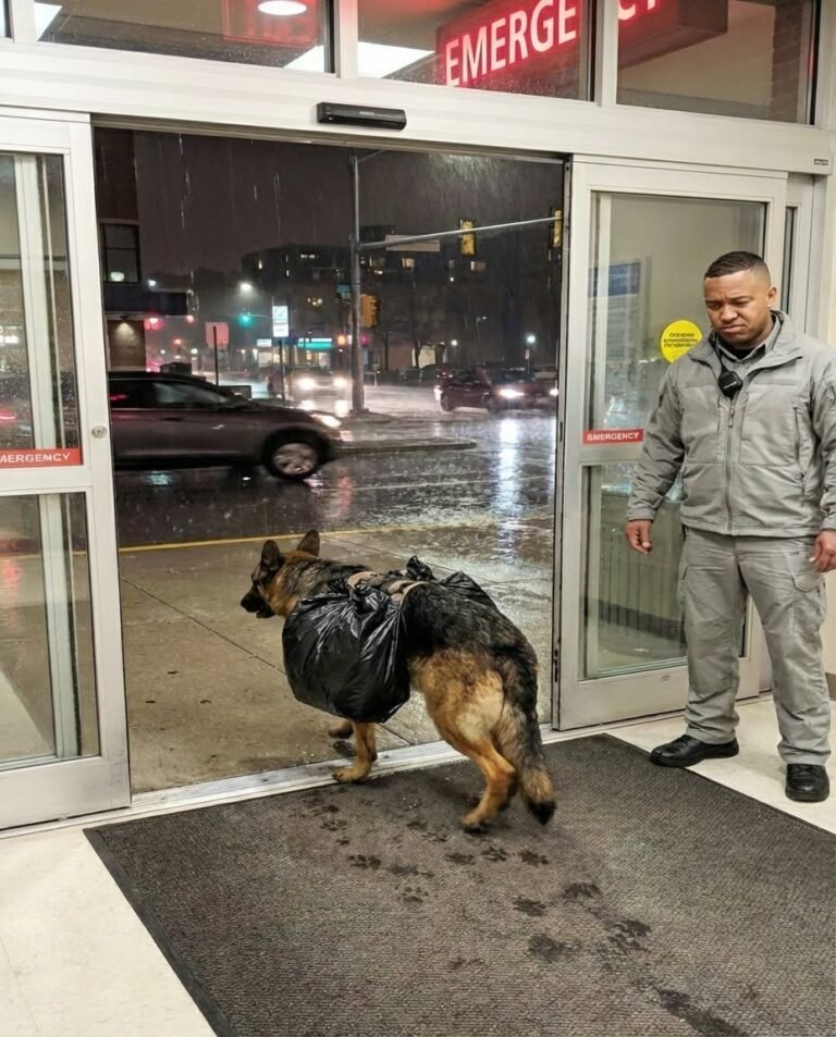 A dog suddenly burst into the hospital carrying a large black garbage bag on its back. The nurses tried to chase it out—until one of them noticed something unusual in the way it behaved. 