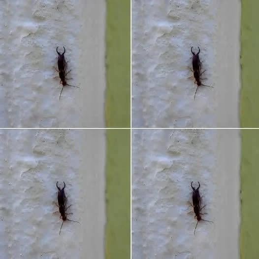 Warning! If you have found this insect in your home, it’s a sign that you need to…