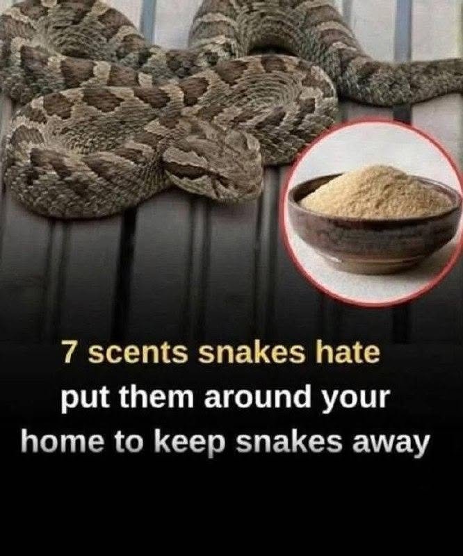 Did you know snakes have an extremely sensitive sense of smell? Certain scents can repel them instantly. Let’s break down 7 smells snakes hate