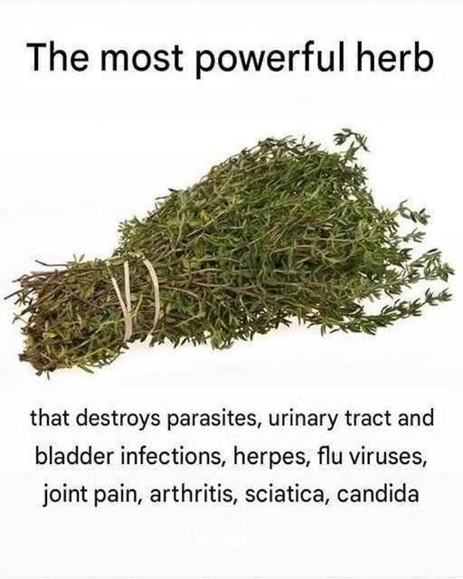 THE MOST POTENT HERB THAT DESTROYS PARASITES, URINARY TRACT …
