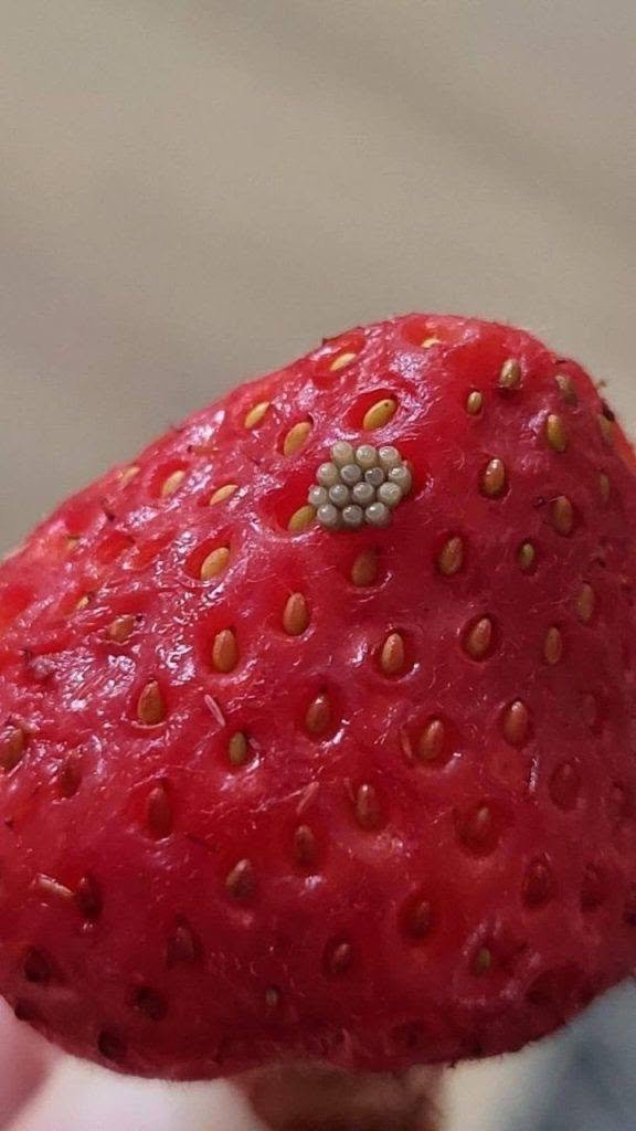 🍓 White Wiggling Things in Berries After a Salt Water Soak — Should You Throw Them Away?