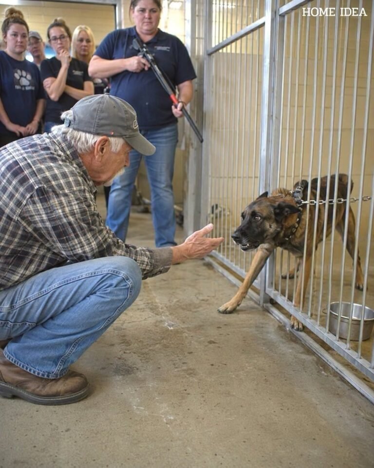 The Farmer Who Whispered The One Word That Saved A Lost War Dog –