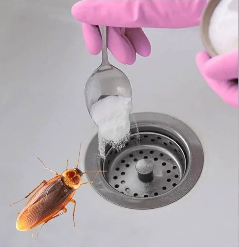 Goodbye cockroaches in the house: the natural trick that prevents them from entering and eliminates them forever