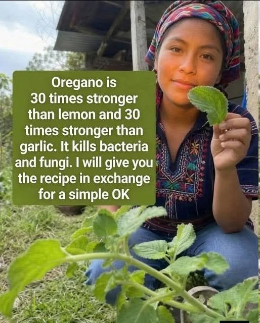 Complete Guide to Garlic and Oregano Infusion: A Traditional Herbal Drink for Everyday Wellness