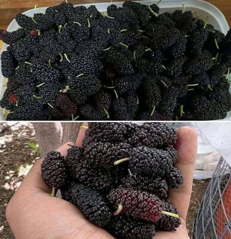 Have you ever tasted it? Do you know what it’s called?