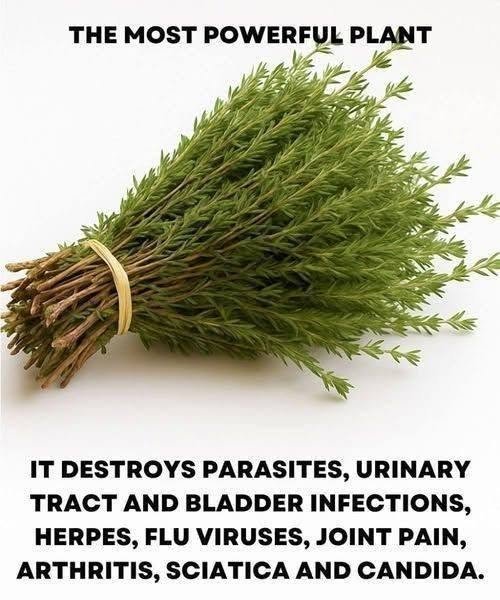 Nature’s Hidden Warrior: The Most Powerful Herb for Parasites, Infections, Viruses, and Pain