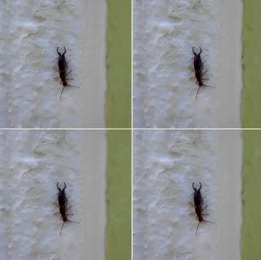 Warning! If you have found this insect in your home, it’s a sign that you need to…see more