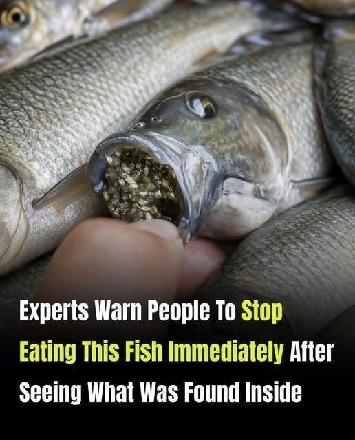 This Popular Fish May Contain More Than You Expect… The Details Might Surprise You