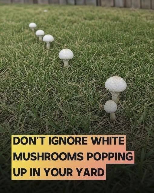 15 Things White Mushrooms in Your Yard Might Be Telling You