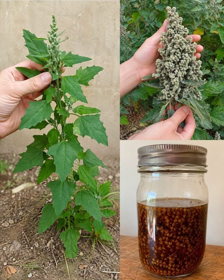 Lamb’s Quarters/Wild Spinach: The Underestimated Superfood with Maximum Health Benefits