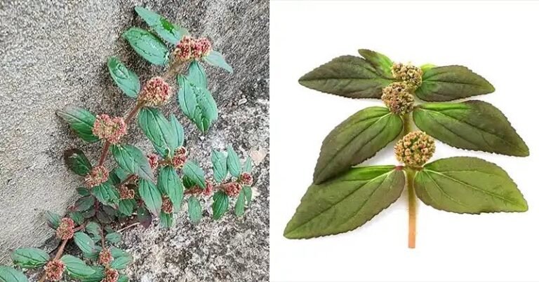 Euphorbia hirta, commonly known as Asthma-plant, is a small herb found in warm climates worldwide. Although often unnoticed because of its size, this plant has a long history in traditional medicines for breathing difficulties, chest congestion, persistent coughs, and spasmodic conditions of the respiratory tract. Its nickname alone reveals its primary strength — supporting the lungs.